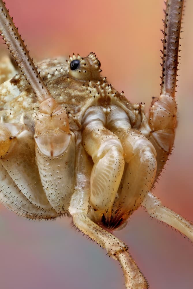 Daddy Longlegs Up Close by Carles Just — canvas wall art