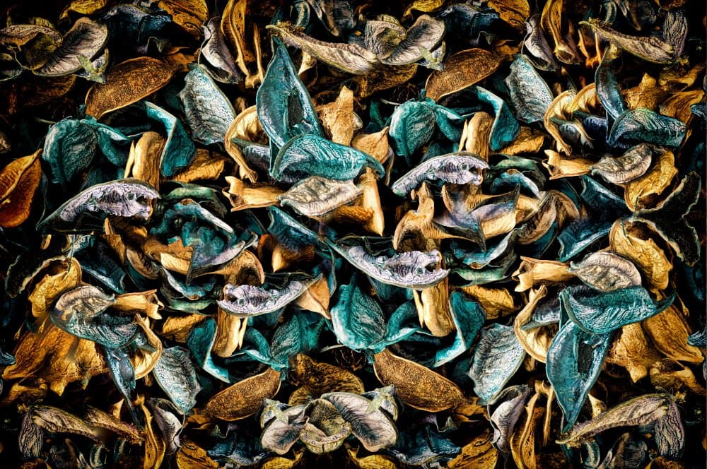 Vibrant Dried Botanicals by Raffaele Corte — canvas wall art