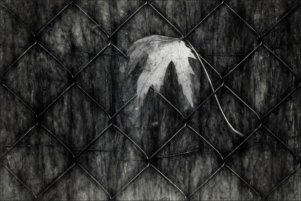 Trapped Autumn Leaf by Gilbert Claes — canvas wall art