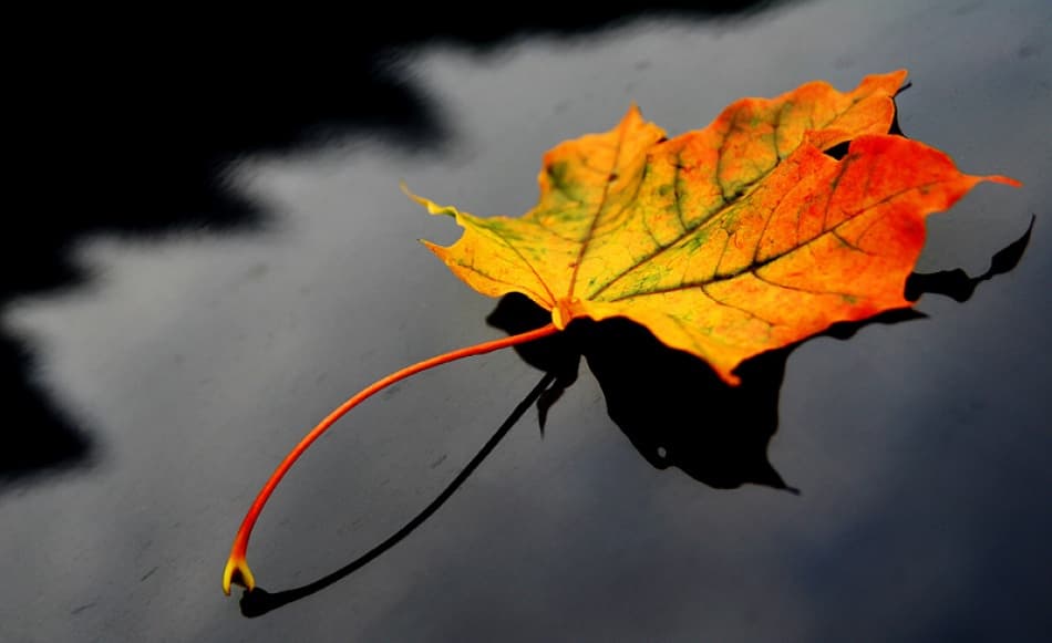 Floating Maple Leaf by Bror Johansson — canvas wall art