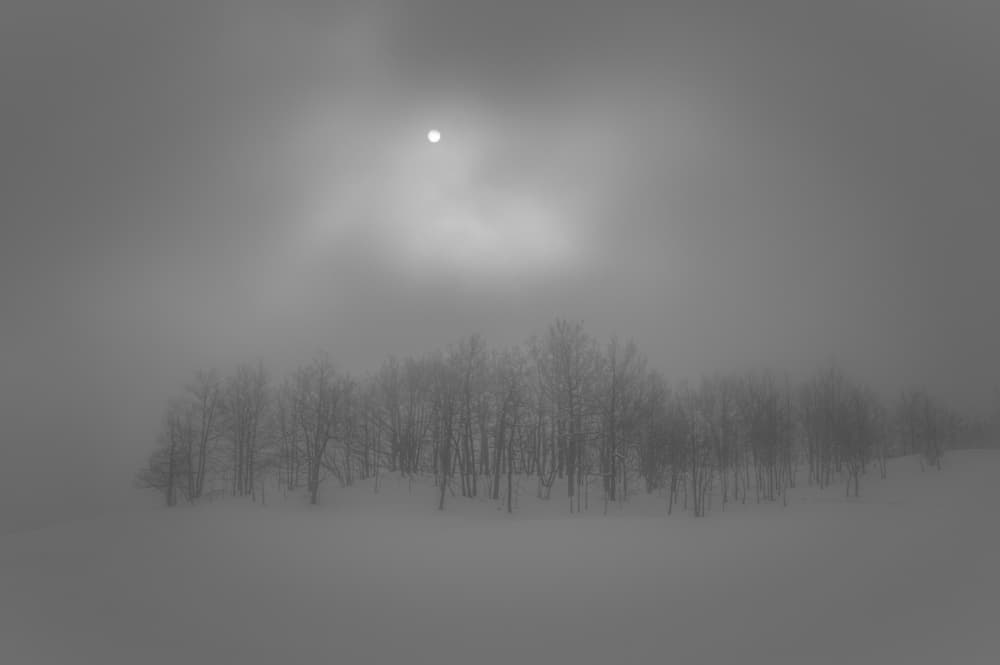 Misty Winter Trees by Alessandro Traverso — canvas wall art