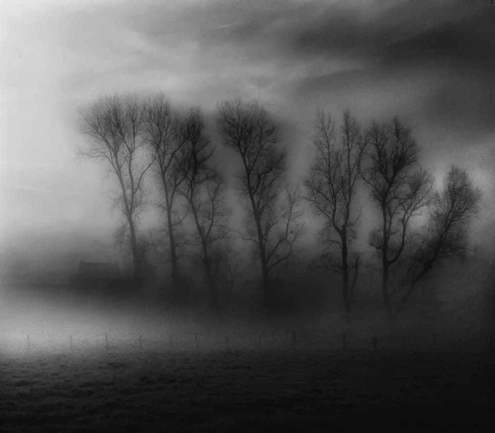 Foggy Winter Bare Trees by Yvette Depaepe — canvas wall art