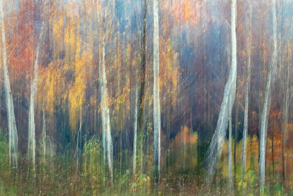 Blurred Autumn Forest by Ales Komovec — canvas wall art