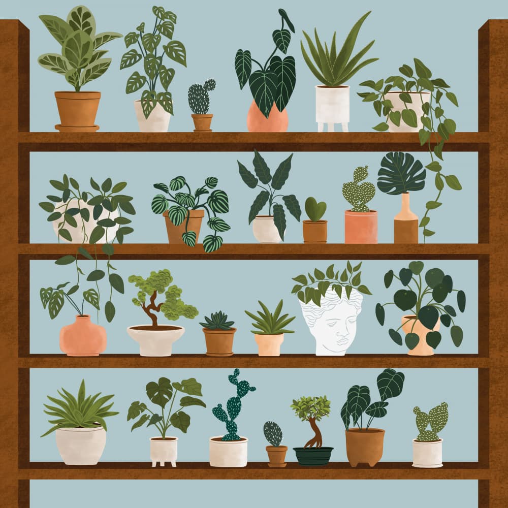 Indoor Plant Collection by Ceyda Alasar — canvas wall art