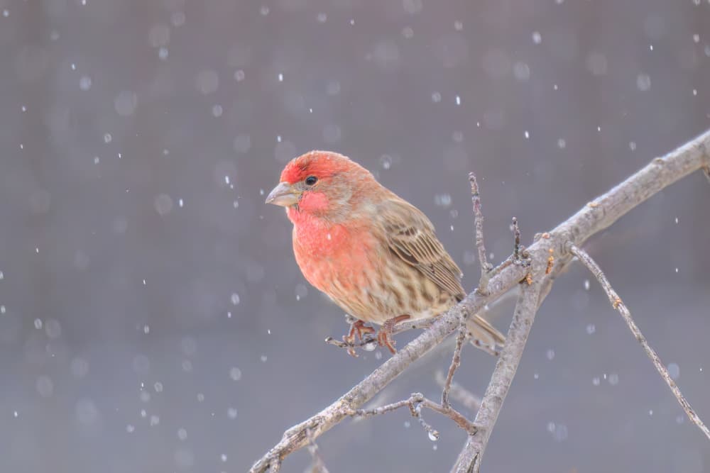 Finch in Falling Snow by Mike He — canvas wall art