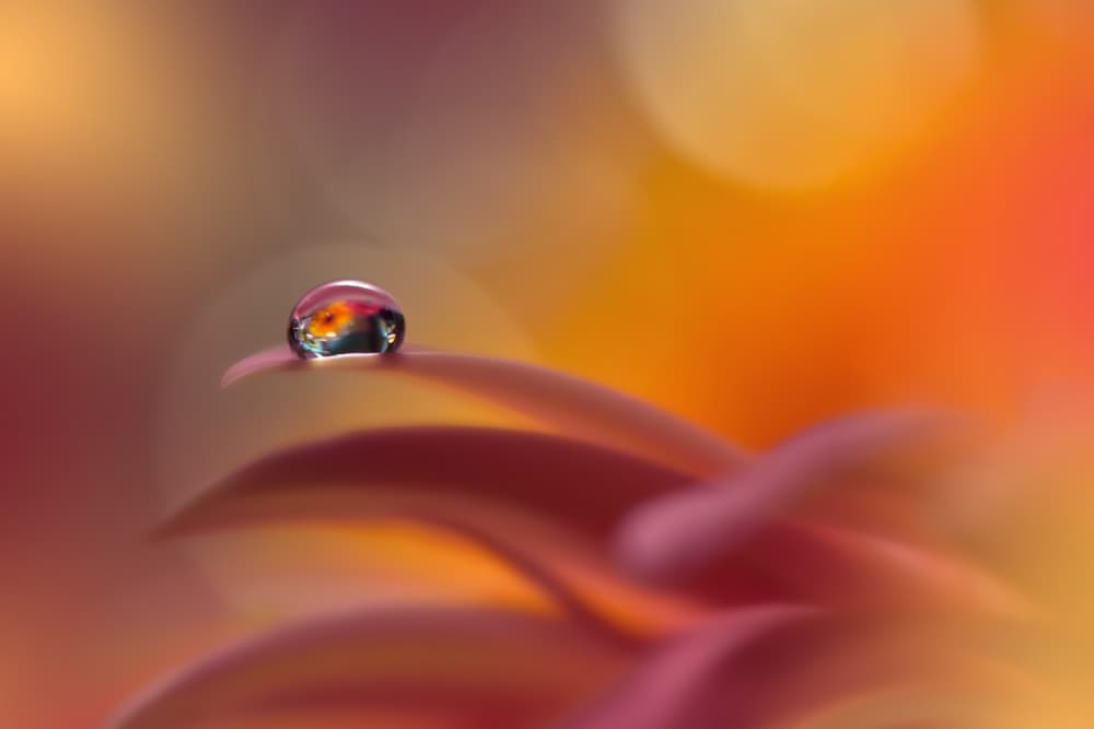 Vibrant Flower Droplet by Juliana Nan — canvas wall art