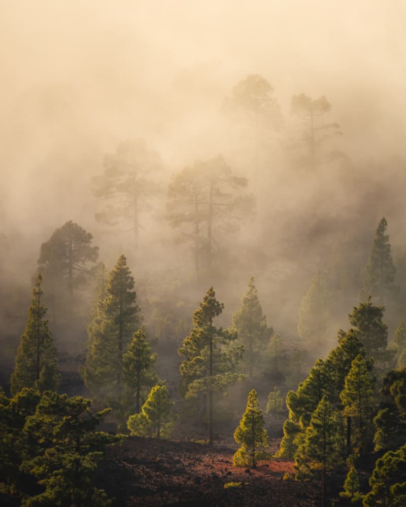 Golden Forest Mist by Lazar Ioan Ovidiu — canvas wall art