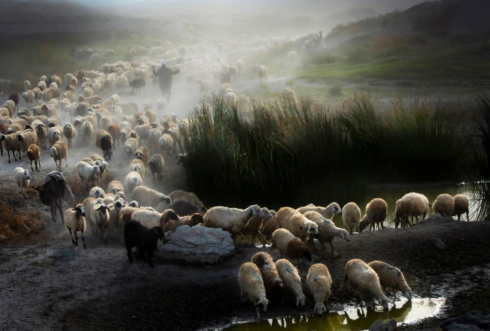 Misty Morning Sheep Herding by Ali Can — canvas wall art
