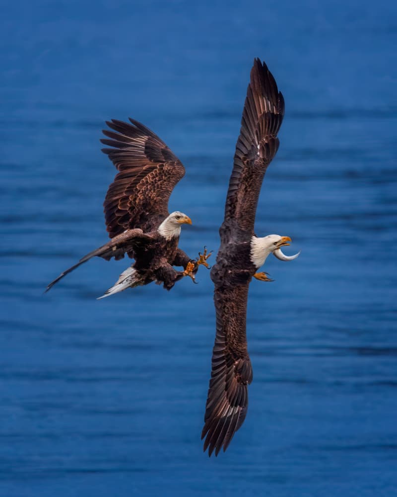 Eagles Battle Over Fish by Hanping Xiao — canvas wall art