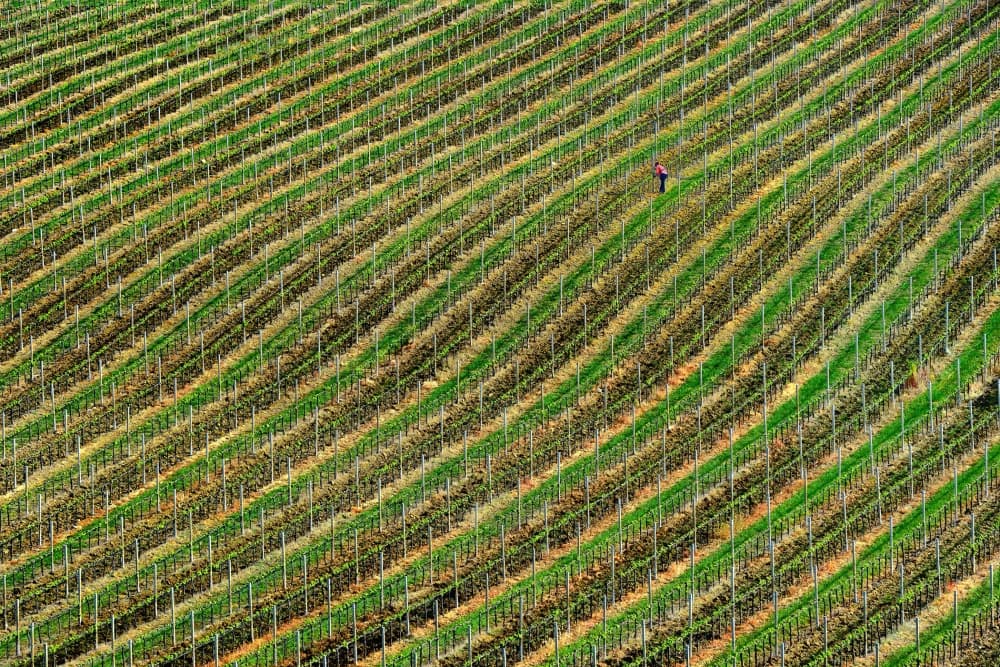 Worker In Vineyard Rows by Izidor Gasperlin — canvas wall art