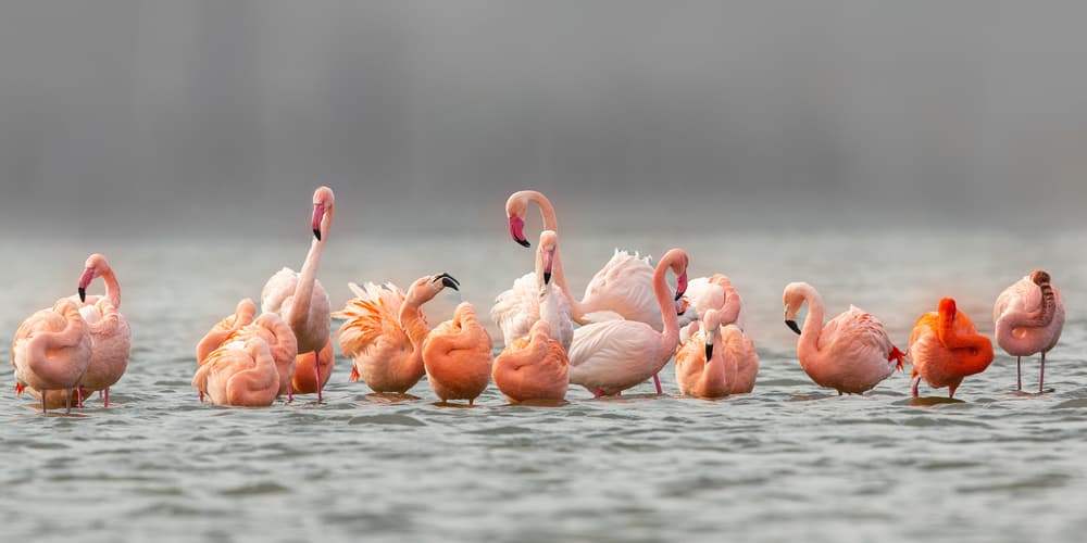 Pink Flamingos Wading by Annie Keizer — canvas wall art