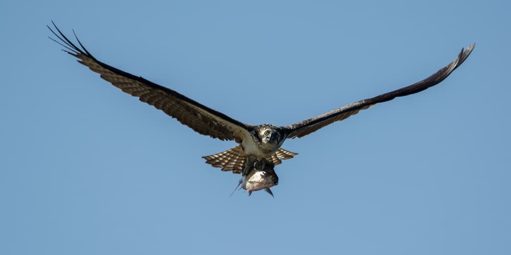 Osprey's Fresh Catch by Darlene Hewson — canvas wall art