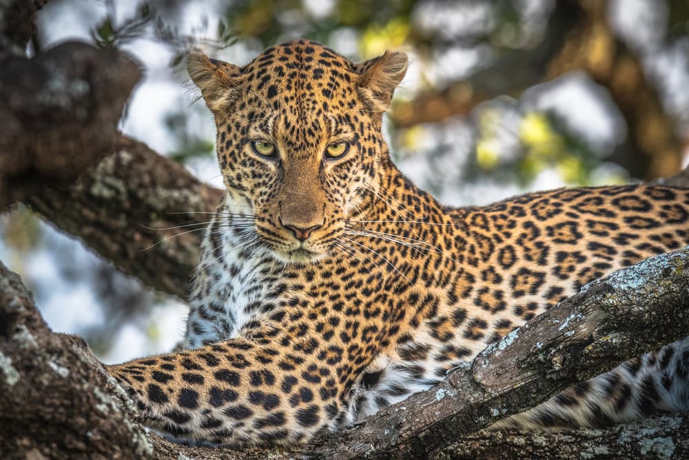 Majestic Tree Leopard by Jeffrey C. Sink — canvas wall art