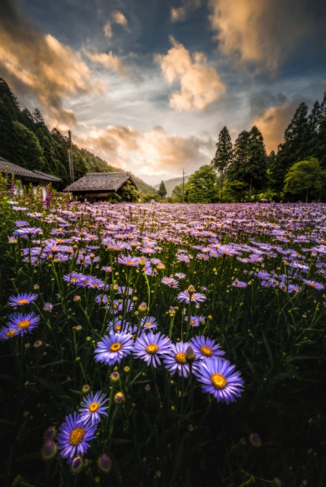 Purple Flower Field Retreat by まちゅばら/Hiroki Matsubara — canvas wall art