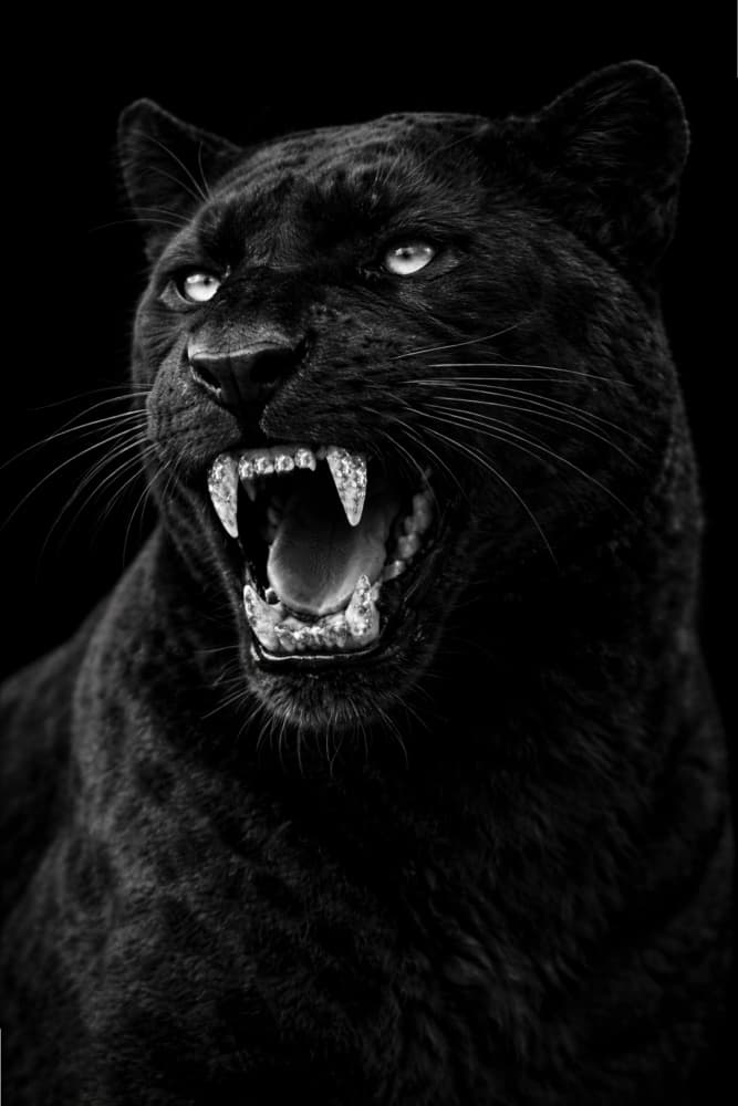 Roaring Black Panther by Josie George — canvas wall art