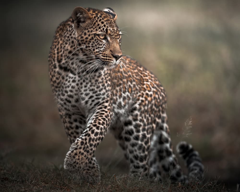 Alert Leopard Walk by Ahmed Sobhi — canvas wall art