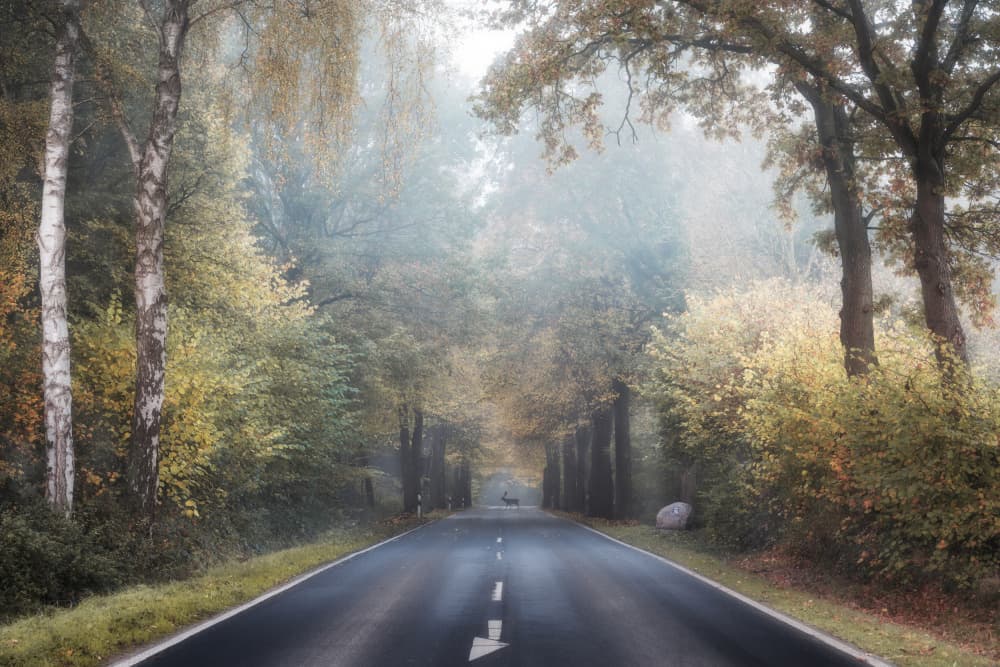 Deer on Misty Road by fotomarion — canvas wall art