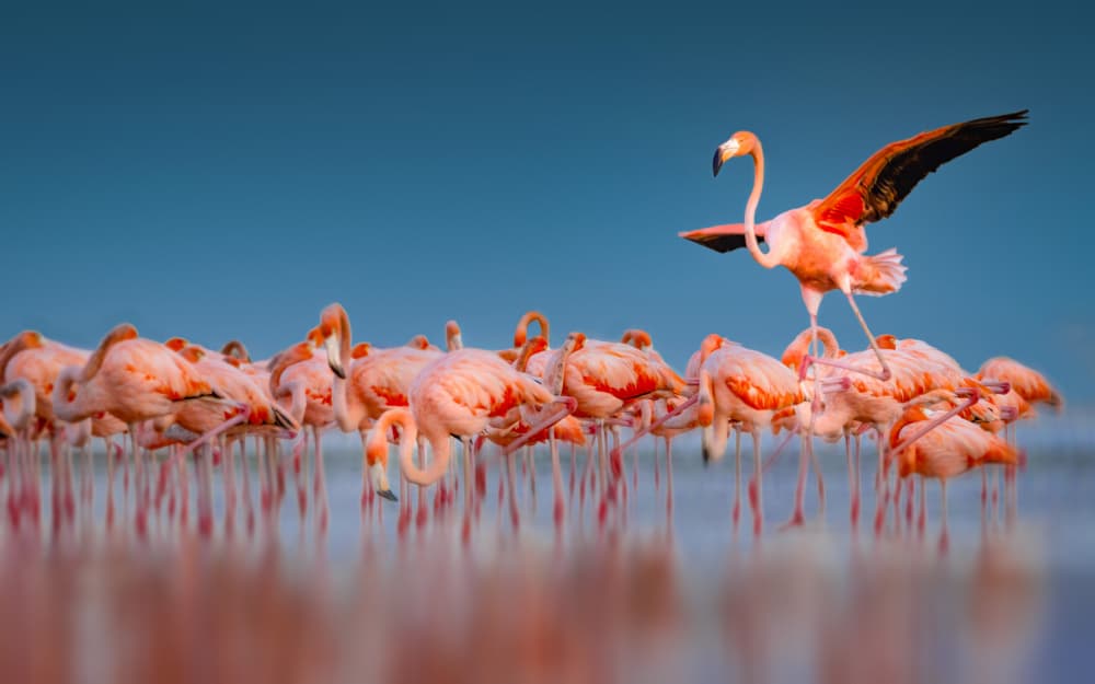 Pink Flamingo Display by Li Ying — canvas wall art