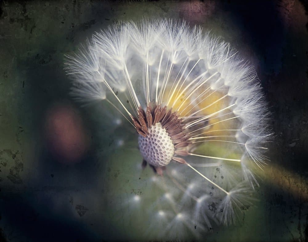 Delicate Dandelion Seeds by Anna Cseresnjes — canvas wall art