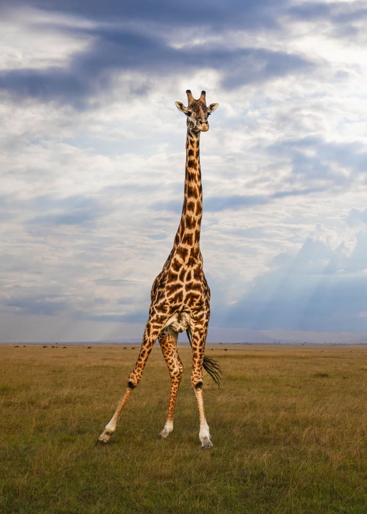 Majestic Savanna Giraffe by Hamza Qarooni — canvas wall art