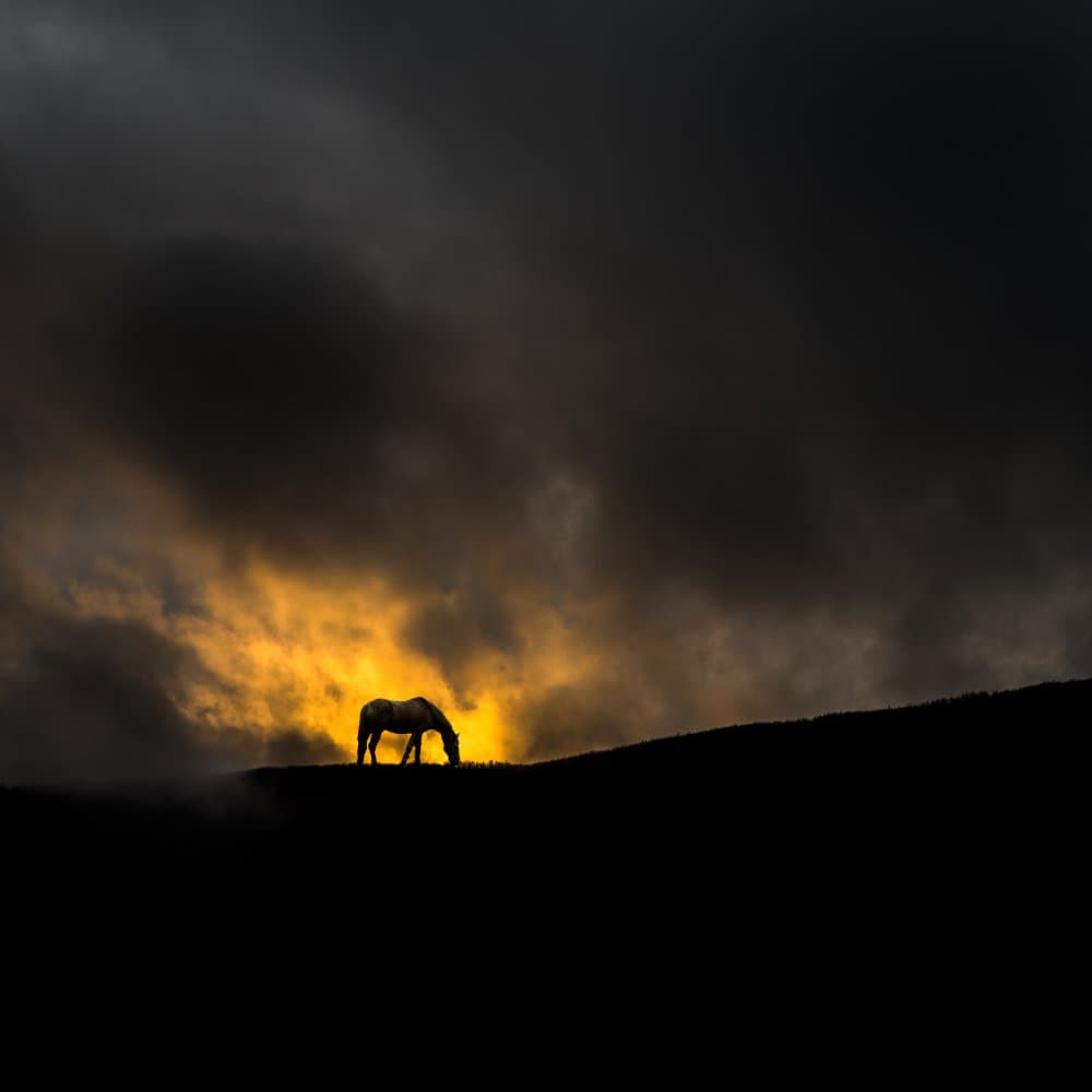 Horse Sunset Silhouette by Todor Tanev — canvas wall art