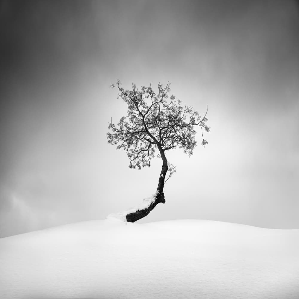 Solitary Winter Tree by George Digalakis — canvas wall art