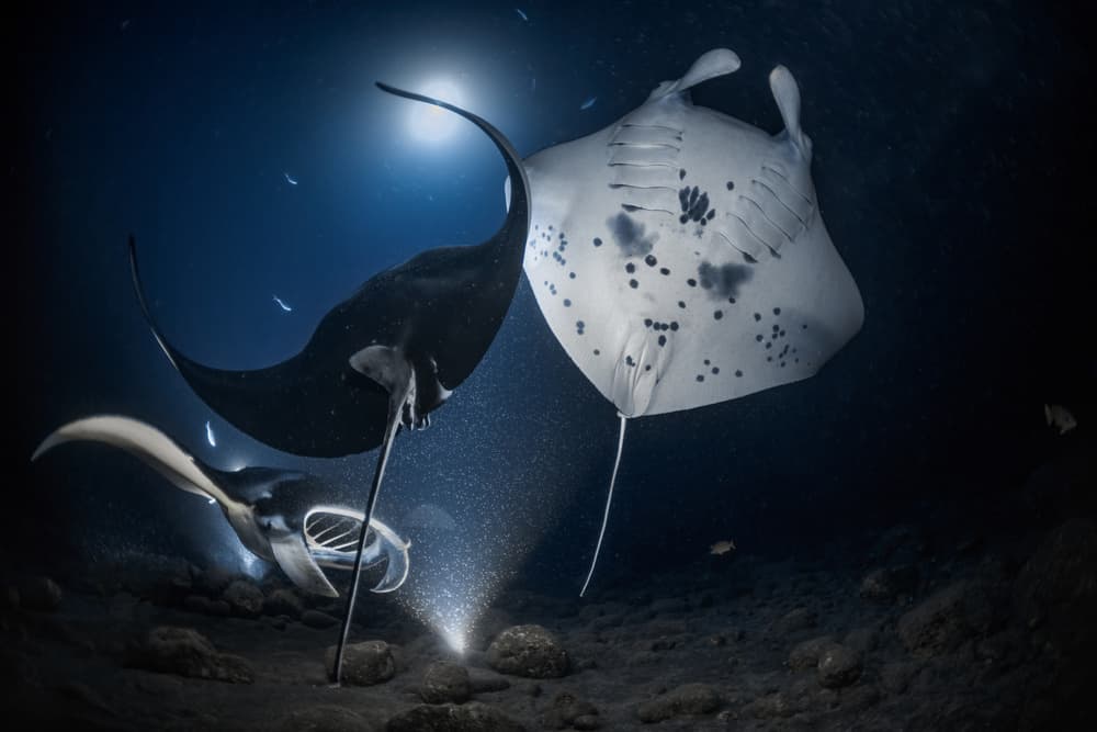 Manta Rays Night Dive by Jennifer Lu — canvas wall art