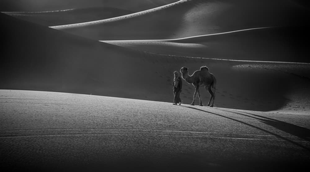 Camel Desert Journey by Angela Muliani Hartojo — canvas wall art