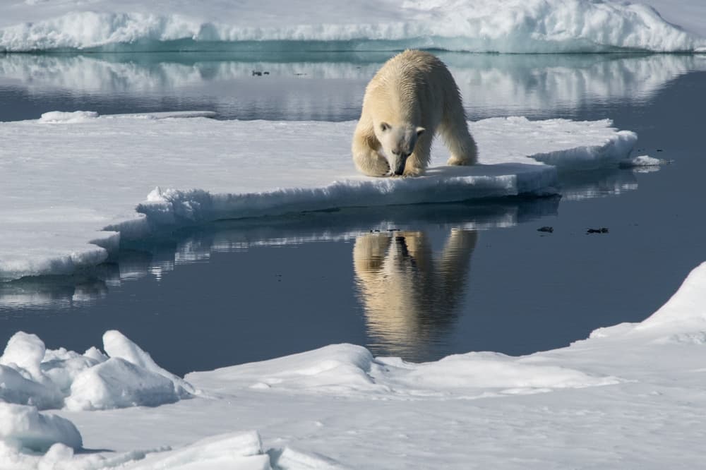 Polar Bear Reflection by Erhard Bewernick — canvas wall art