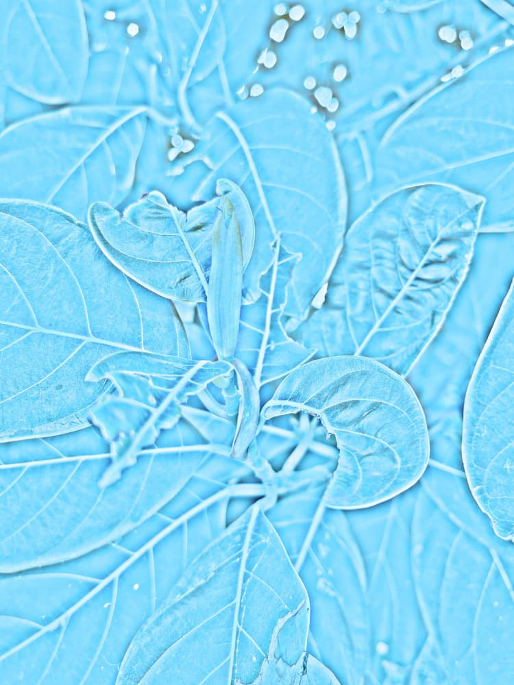 Ethereal Blue Leaves by Santhosh ch — canvas wall art