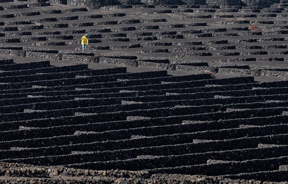 Volcanic Vineyard Worker by Francois Casanova — canvas wall art