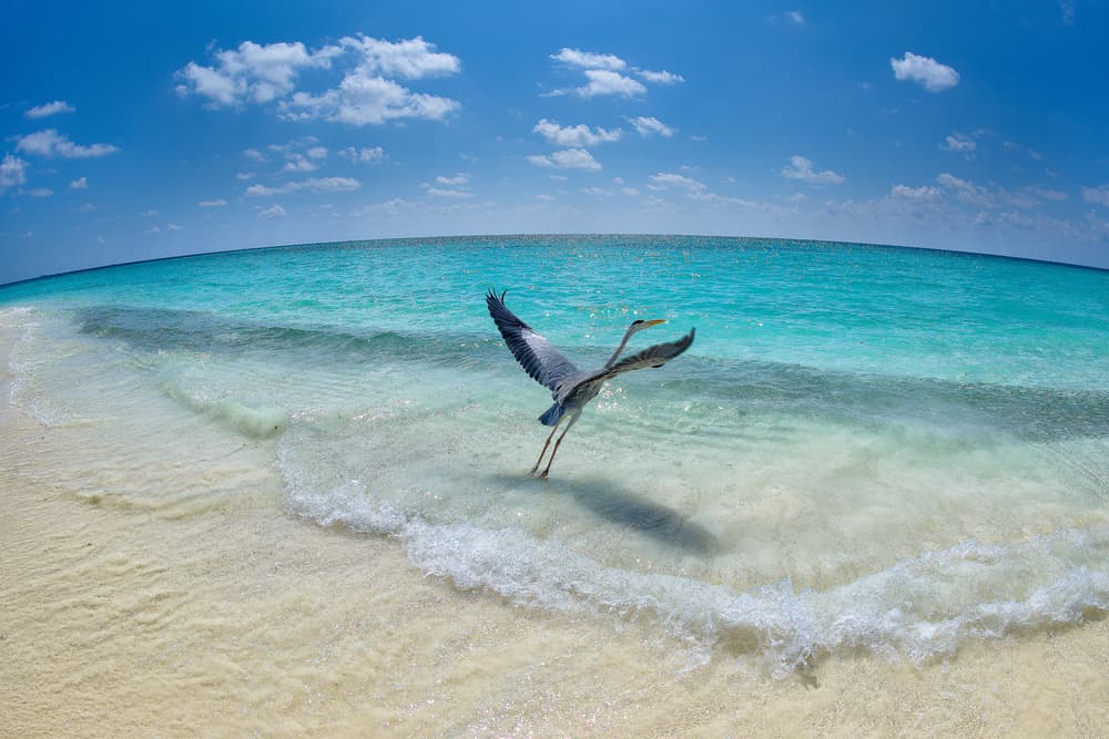 Tropical Heron Flight by Roberto Marchegiani — canvas wall art