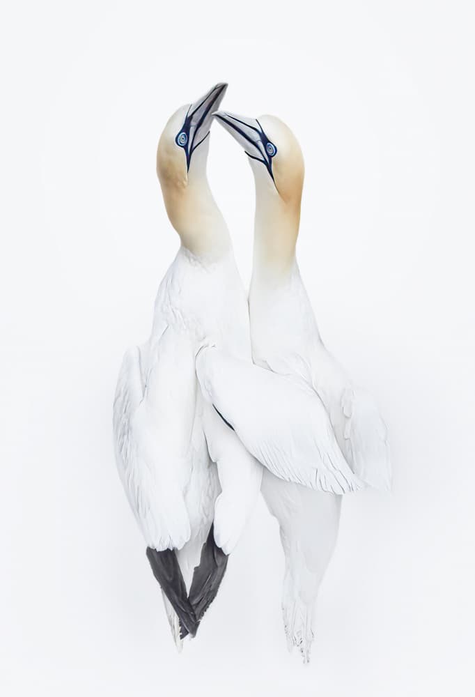 Gannet Pair Bond by Molly Fu APA — canvas wall art