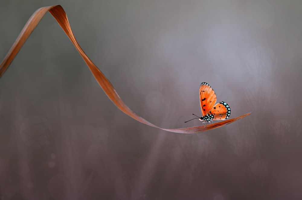 Orange Butterfly on Leaf by Edy Pamungkas — canvas wall art