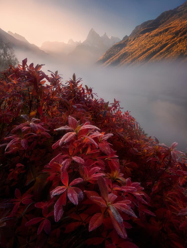 Red Foliage Morning Mist by Valeriy Shcherbina — canvas wall art