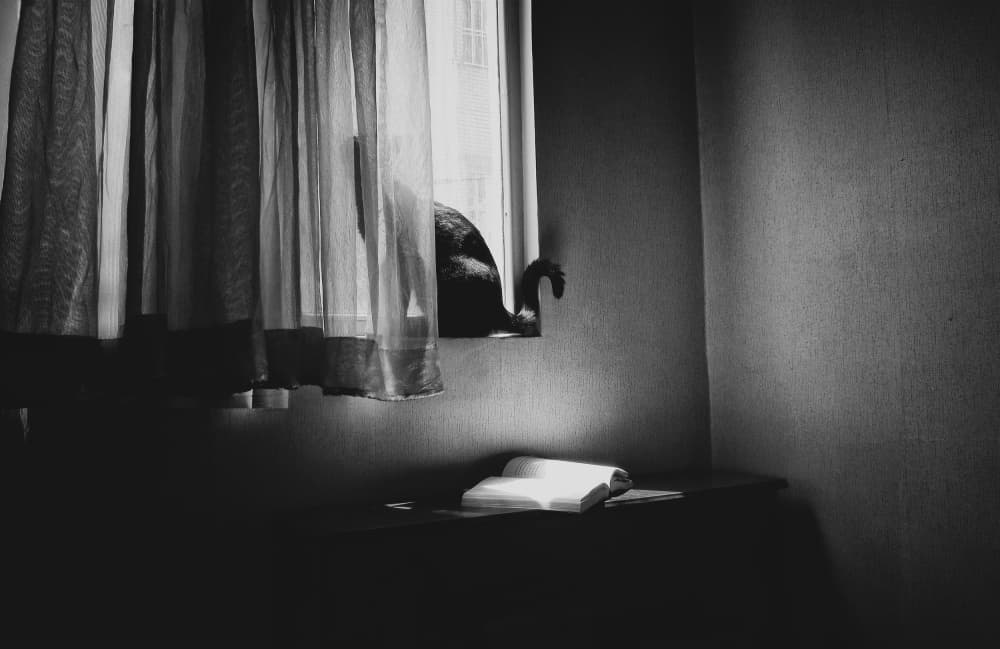 Quiet Cat Window Light by Babak Haghi — canvas wall art