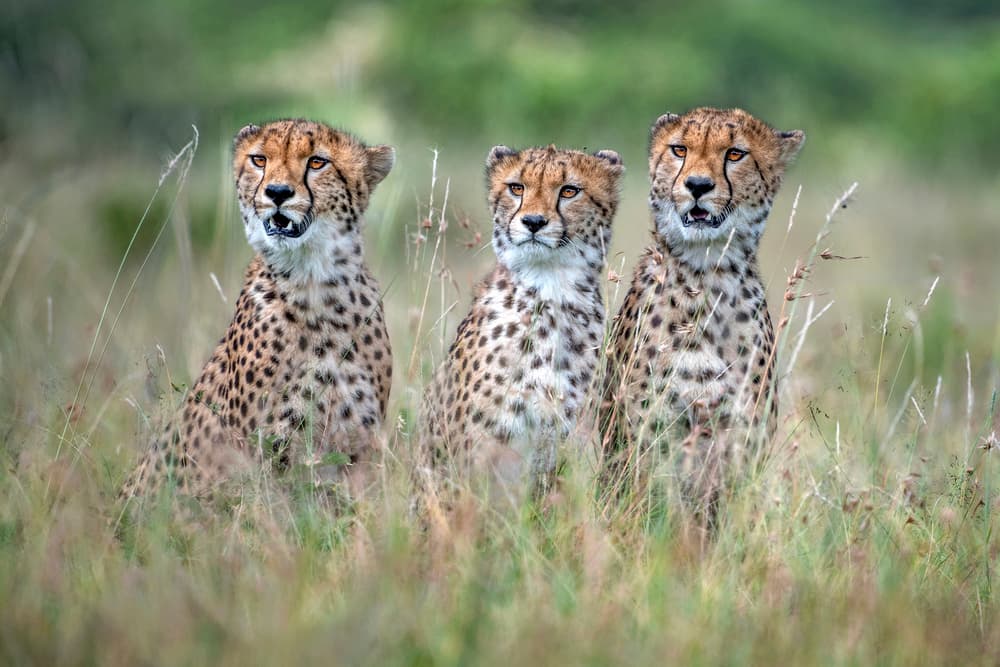 Three Young Cheetahs by Xavier Ortega — canvas wall art