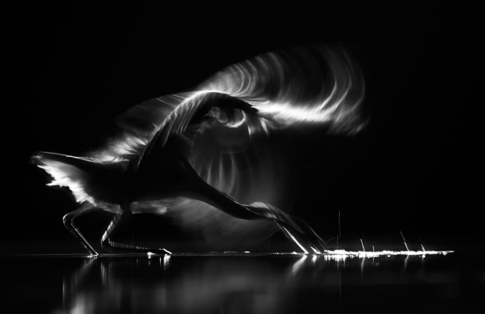 Dynamic Bird Silhouette by Corry DeLaan — canvas wall art