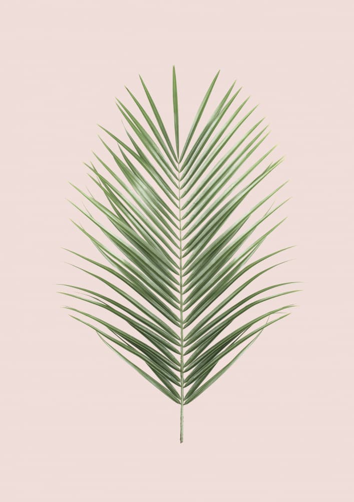 Palm Leaf Blush by Kathrin Pienaar — canvas wall art