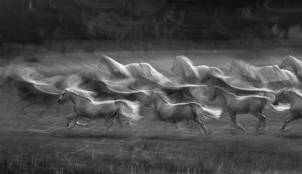 Horses In Motion by Milan Malovrh — canvas wall art