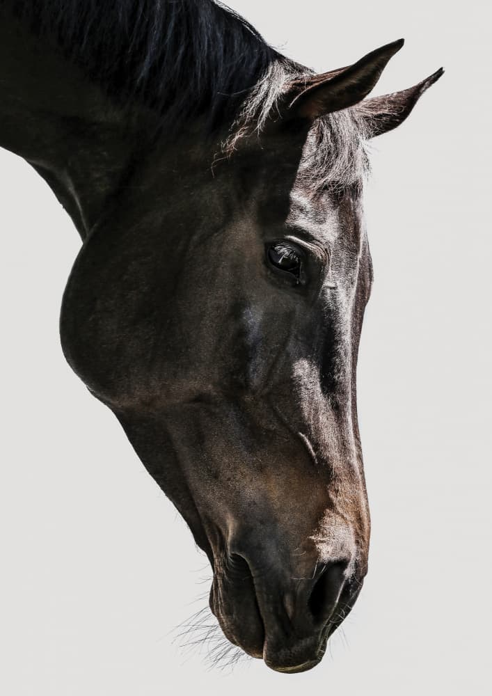 Gentle Equine Gaze by Shot by Clint — canvas wall art