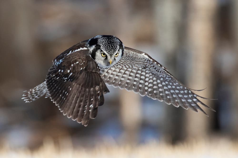 Focused Owl In Flight by Peter Stahl — canvas wall art
