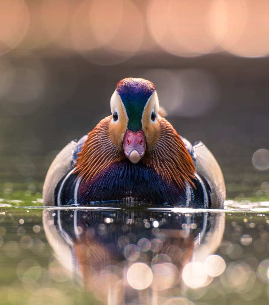 Mandarin Duck Reflection by Tudor Munteanu — canvas wall art
