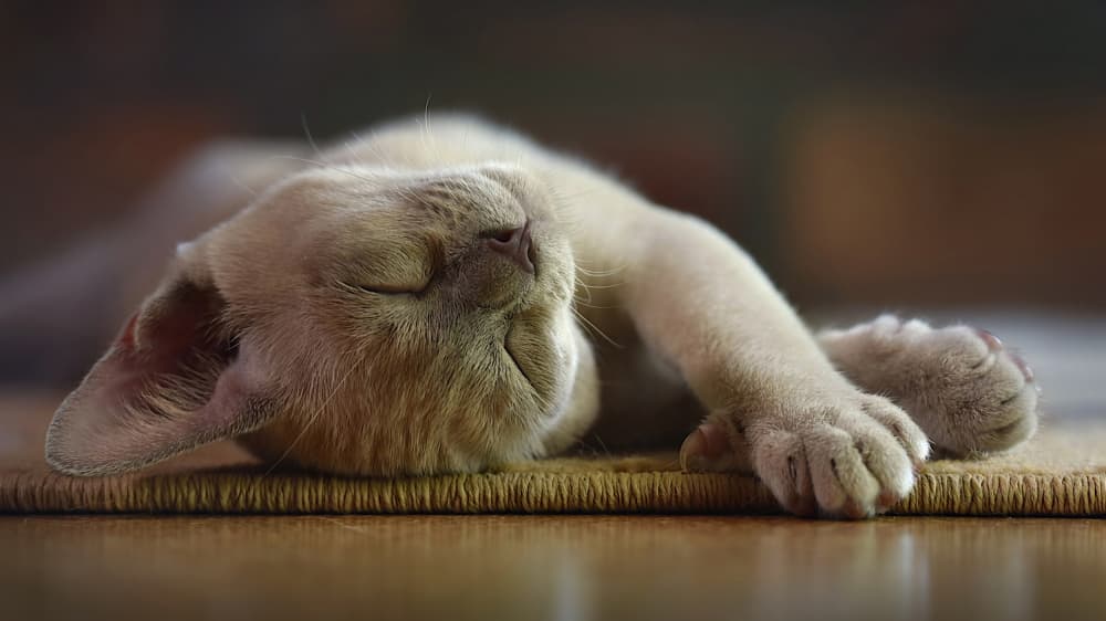 Zone of cuteness by Emanuel Papamanolis — canvas wall art