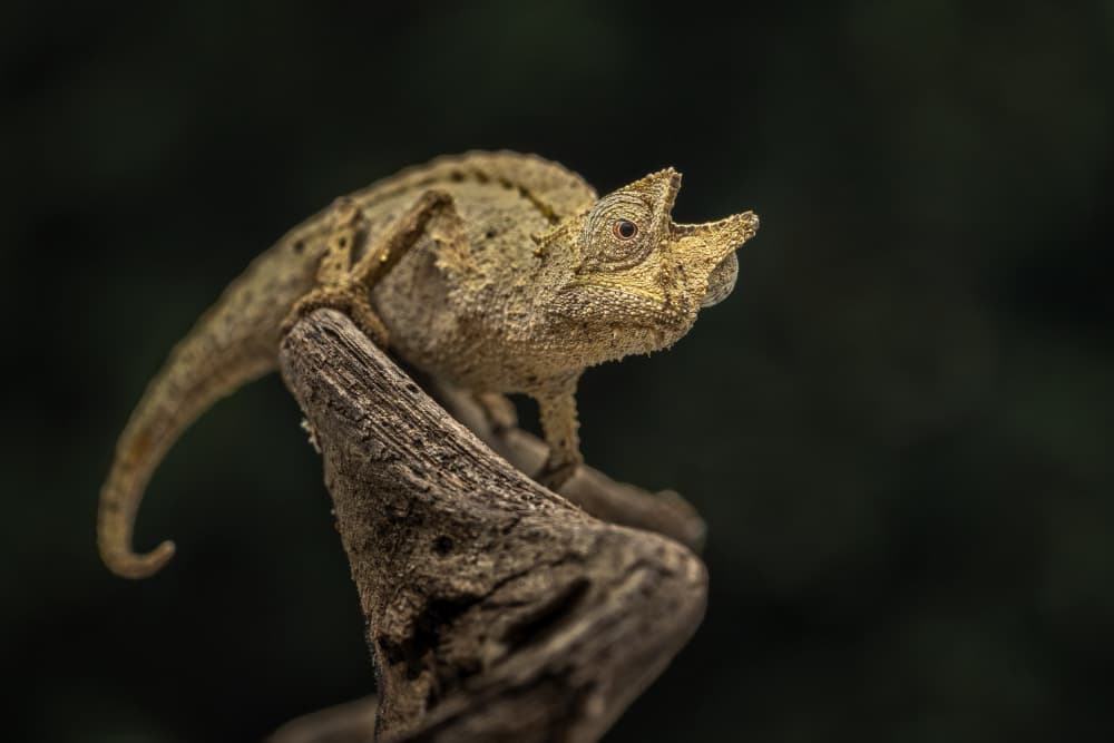 Exotic Horned Chameleon by Tantoyensen — canvas wall art