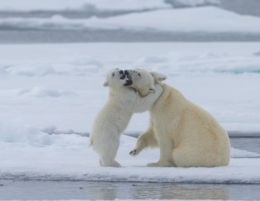 Polar Bear Hug by Shobhit Chawla — canvas wall art