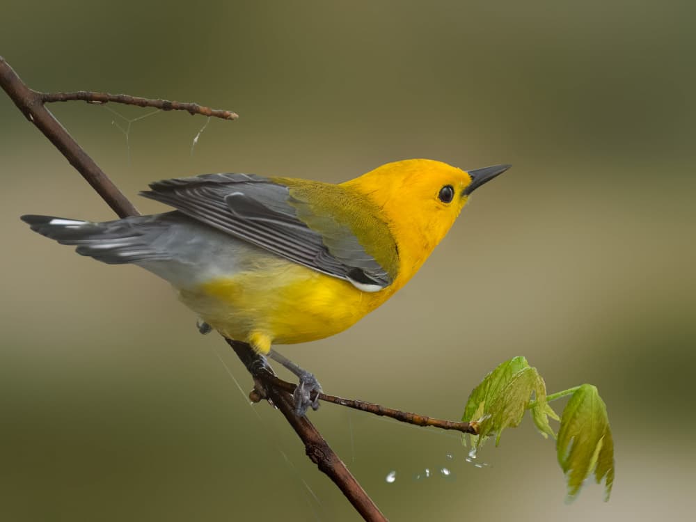 Golden Warbler Perched by Robert Zhang — canvas wall art