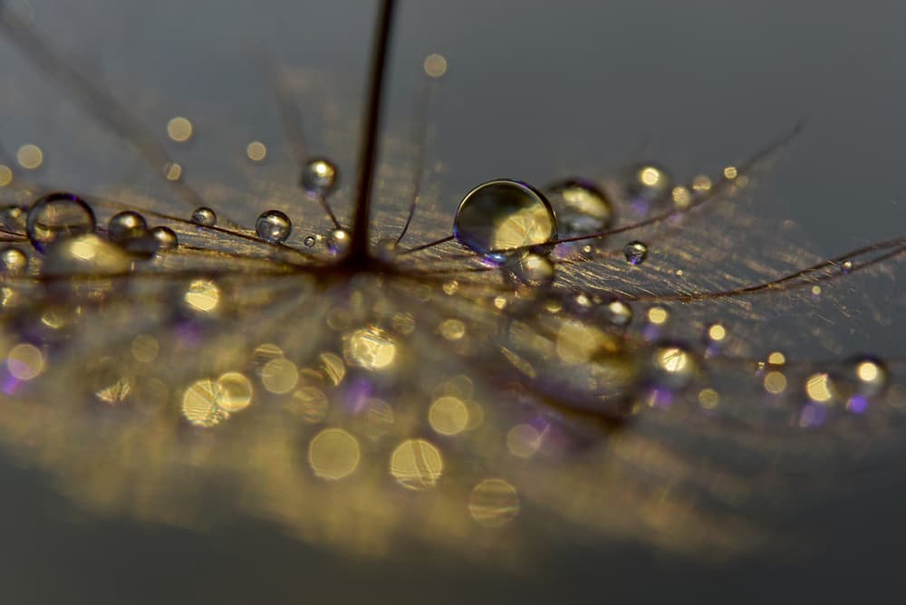 Golden Dandelion Dew by Heidi Westum — canvas wall art