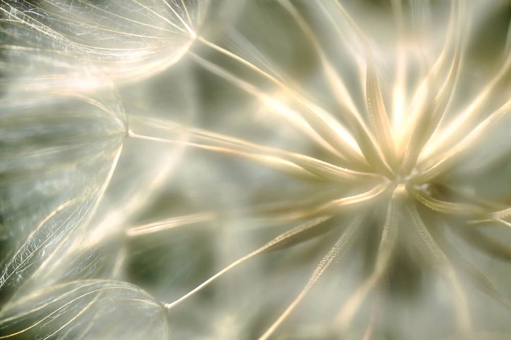 Soft Dandelion Glow by Anna Cseresnjes — canvas wall art