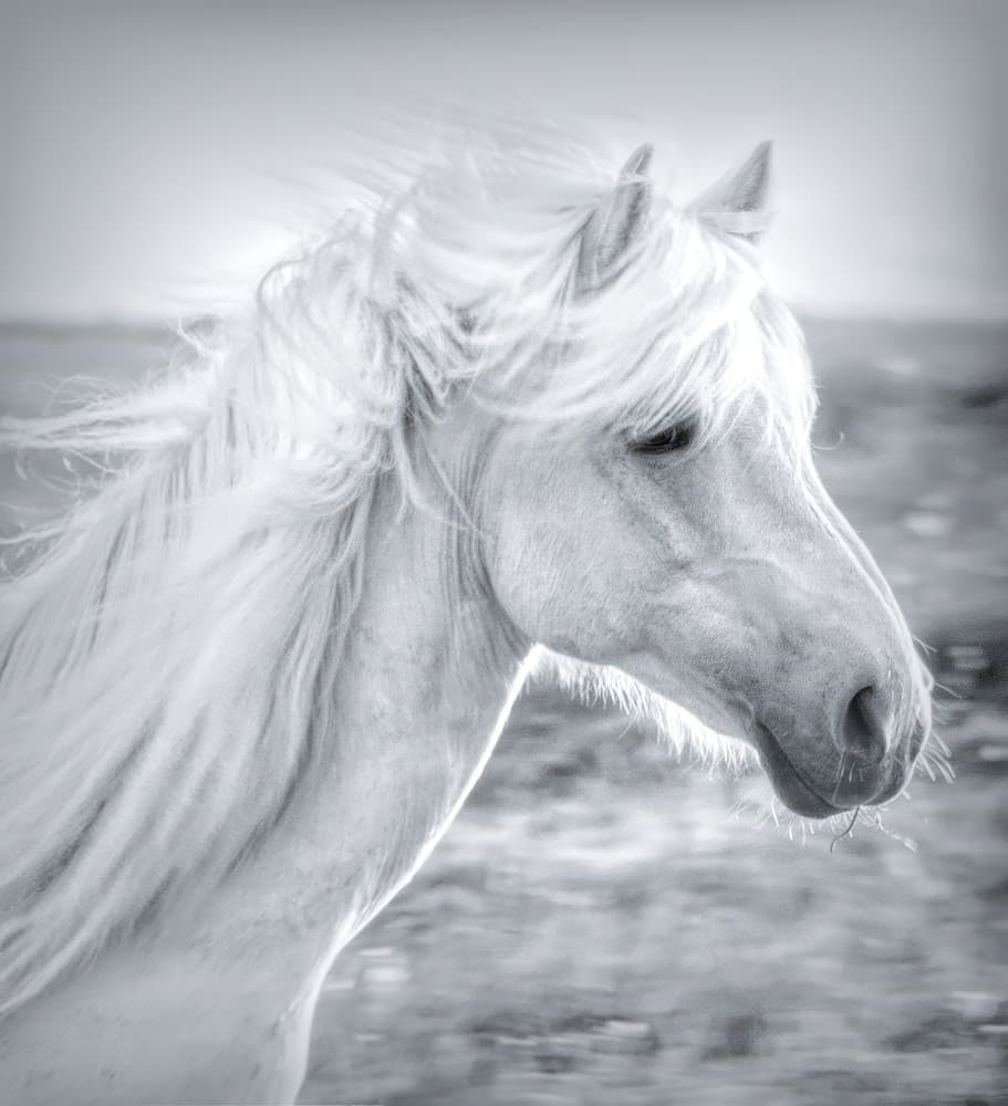 Majestic White Horse by Yanny Liu — canvas wall art
